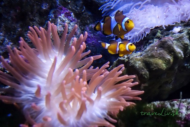 Underwater World Langkawi